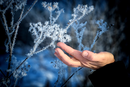 The frost on the branches. The woman's hand gently touches the sharp needles of frost on the branch close-up. Beautiful winter seasonal natural background. Winter landscape. Frozen branch. Winter frosts.の写真素材