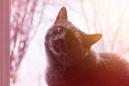 Gray cat of British breed sitting on the windowsill in the sun.