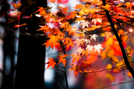 red maple leaves close up view