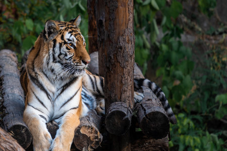 The Siberian tiger, Panthera tigris altaica is the biggest cat in the worldの写真素材