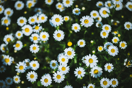 White daisies in the garden. Chamomile flowers field.の写真素材