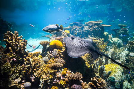 Stingray and coral reef