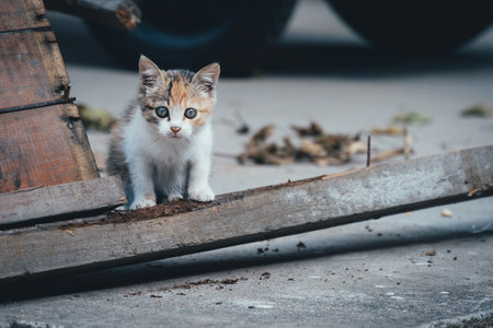 Cute little kitten sitting on a wooden bench in the street.の写真素材