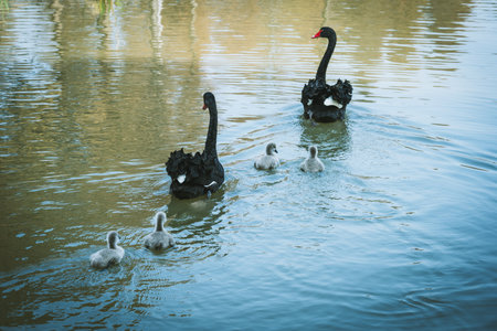 Black swans swimming in a lake with goslings on itの写真素材