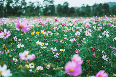 Cosmos flowers in the garden with natural background,Thailand.