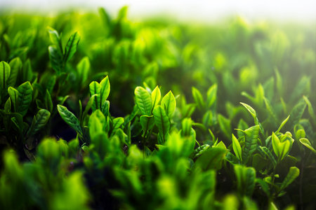 Tea plantation in the morning. Close up of tea leaves. Beautiful natural background.