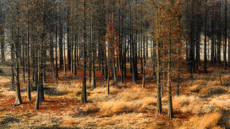 Autumn forest landscape with dry grass and fallen leaves on the ground