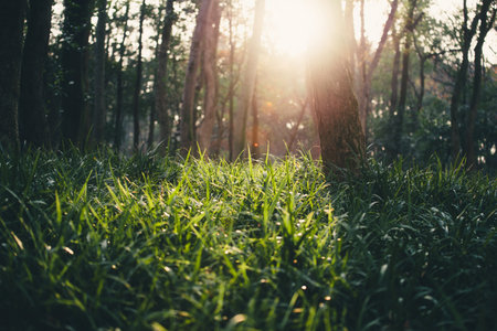 Sunset in the forest with green grass and sunlight in the morning.の写真素材