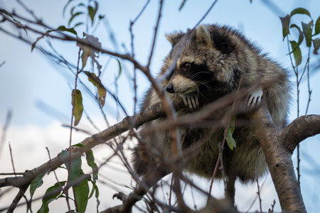 Raccoon climbing a tree in the rainforest. Wildlife scene from nature.の写真素材