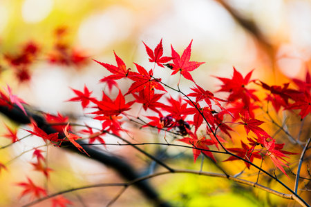 Beautiful red maple leaves in autumn seasonの写真素材