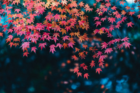 Maple tree in autumn season. Colorful leaves background, selective focusの写真素材