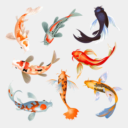 Koi fish vector illustration japanese carp and colorful oriental koi in Asia set of Chinese goldfish and traditional fishery isolated background.のイラスト素材