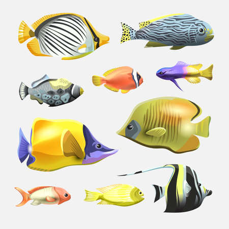 Sea beautiful fish collection isolated on white background. Flat design fish. Vector illustration, fishes. Fish collection. Aquarium modern flat fishes. Set of aquarium fishes.のイラスト素材