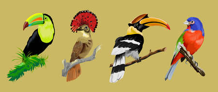 Set with bright tropical rare birds. Toucan, Hornbill, Crowned fly-eater, multicolor tropical bright bird. Collection clorofull cute birds sitting on the branch. Vector illustration.Isolated.のイラスト素材