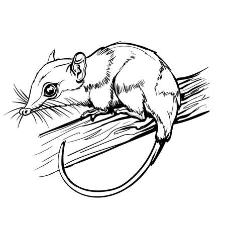 Opossums marsupial mammal. Cute brown animal sitting on a branch. Mouse, a rodent with a long tail. Coloring page for children and adults, hand drawn illustration.のイラスト素材