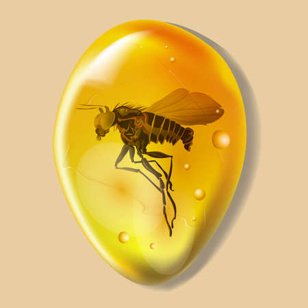 Amber stone with insect isolated on white background. Mosquito or flea ancient and modern insect frozen in amber. Petrous resin for design. Gemstone or mineral bubble. Stock vector illustration.のイラスト素材