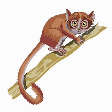 Red lemur. A small animal with a very long tail.Isolated in white background. Vector illustration.