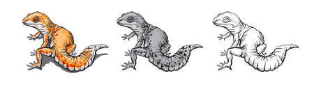 Gecko lizard animal. Reptile in natural wildlife isolated in white background. Color, black and white illustration and outline for coloring. Vector illustrationのイラスト素材