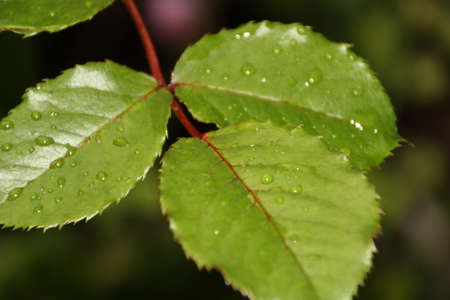 green leafの写真素材