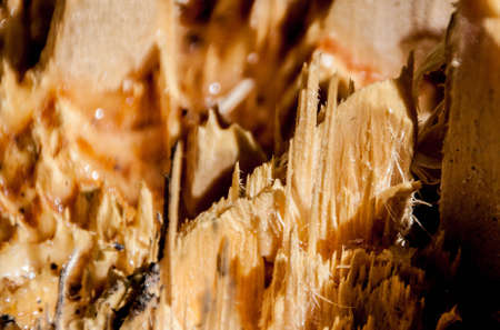 Log with Drops of Resin and with wood chipの写真素材