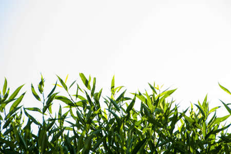 thin green leaves on a white background