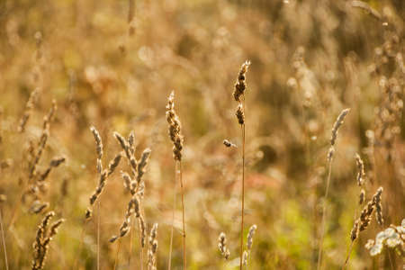 Grass spikelet on the field at sunset, close-up beautifulの写真素材