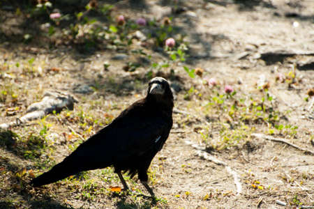 A large adult Rook struts across the garden lawn before feeding on carrionの写真素材