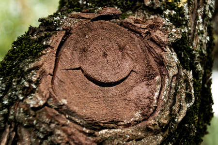 funny face on the tree stump in a city Park