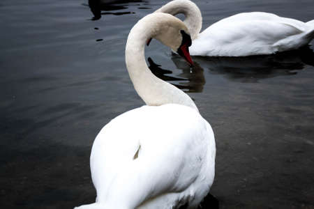 Courting a white Swan on a blue lake with clear water.
