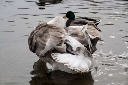Courtship of a young gray swans on a blue lake with clear water.の写真素材