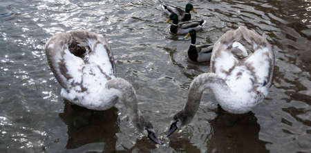 Courtship of a young gray swans on a blue lake with clear water.の写真素材