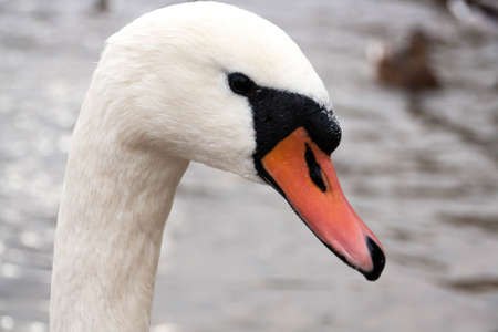 Courtship of a young gray swans on a blue lake with clear water.の写真素材