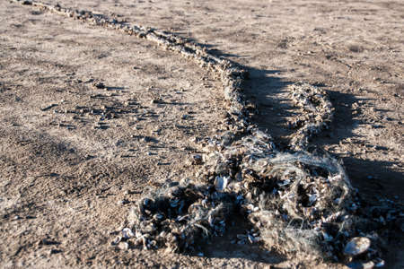 Old fishing net polluting the shores of lakeの写真素材