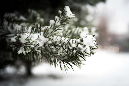 The first Snow fell on the branch to eat, the composition on a natural background