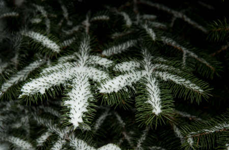 The first Snow fell on the branch to eat, the composition on a natural background