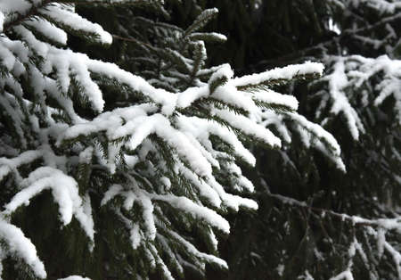 The first Snow fell on the branch to eat, the composition on a natural background