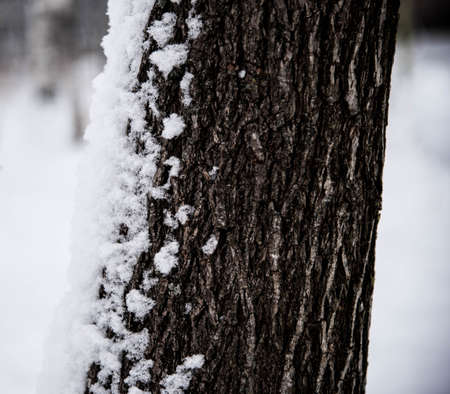 the snow on the trunk of a tree on natural background close upの写真素材