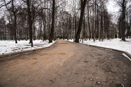 winter road between the trees on the background of blue skyの写真素材