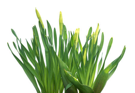 Green grass isolated on the white backgroundの写真素材