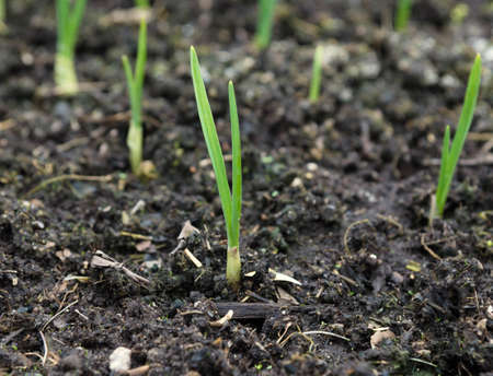 growing onions in the garden in the springの写真素材