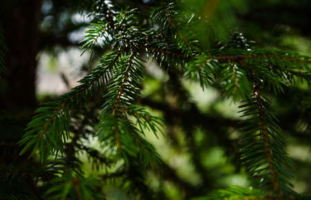 Green branch of pine-tree reflected in the waterの写真素材