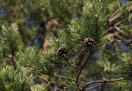 Green branch of pine-tree reflected in the waterの写真素材