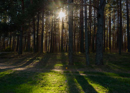 turn field road between the trees in the spring forestの写真素材