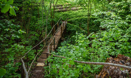 old wooden bridge in the green forestの写真素材
