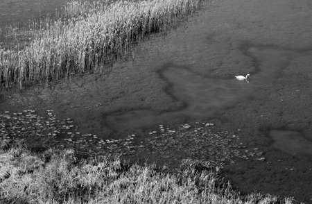 beautiful view of the lake overgrown with reeds, aerial photo