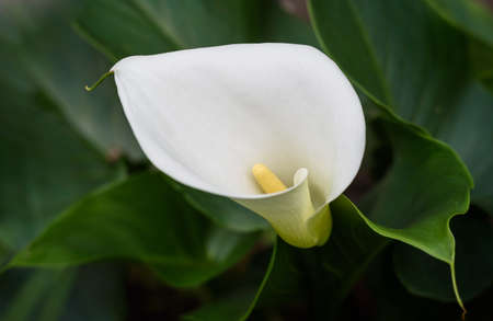 white Calla Lily flower on a background of green leavesの写真素材