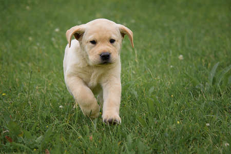 cute yellow Labrador puppy running on the green fieldの写真素材