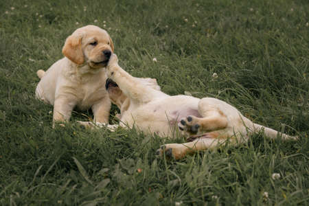 puppies yellow Labradors playing on the green grassの写真素材
