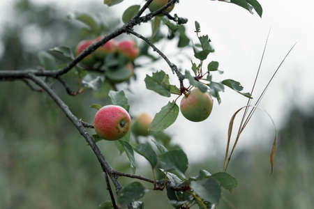 rustic Apple with red apples on the green backgroundの写真素材