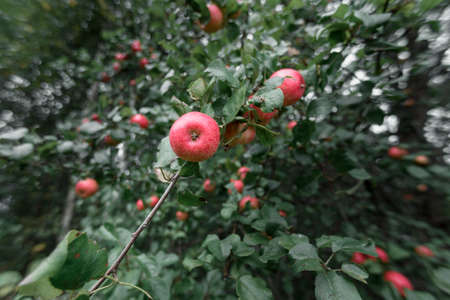 rustic Apple with red apples on the green backgroundの写真素材